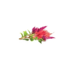 Best Click & Grow Smart Garden refill Cockscomb 3st Blommor