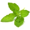 Online Click & Grow Smart Garden refill Holy Basil 3st Kit För Växt- & Örtplantering
