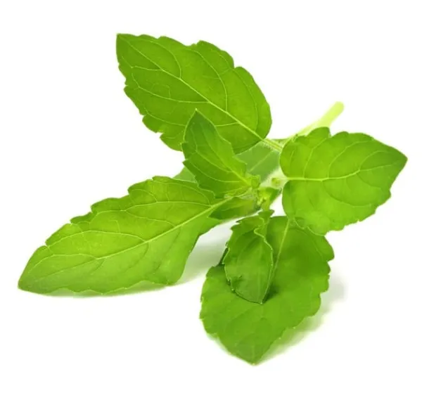 Online Click & Grow Smart Garden refill Holy Basil 3st Kit För Växt- & Örtplantering