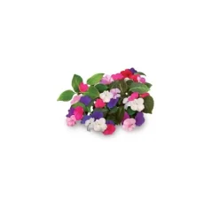Sale Click & Grow Smart Garden refill Busy Lizzie 3st Blommor