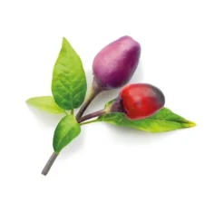 Sale Click & Grow Smart Garden refill Lila Chilipeppar 3st Kit För Växt- & Örtplantering