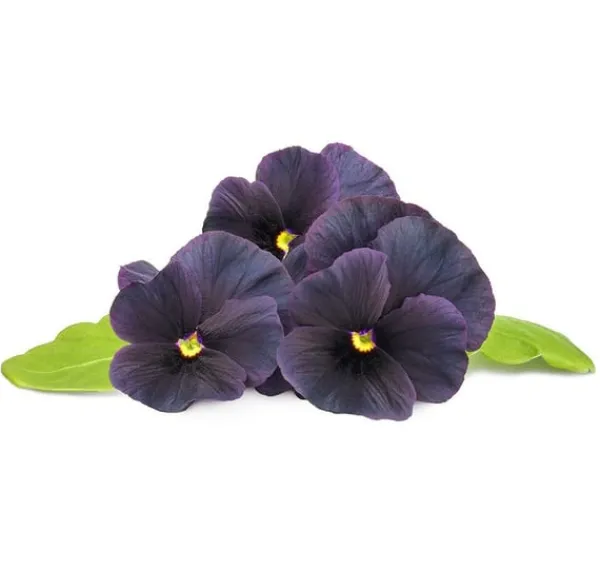 Click & Grow Smart Garden refill Svart pensé 3st