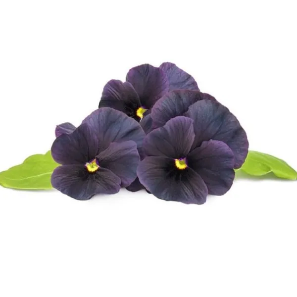 Outlet Click & Grow Smart Garden Refill 3-pack Svart pensé Blommor