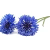 Click & Grow Smart Garden refill Blåklint 3st