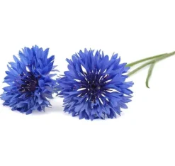 Click & Grow Smart Garden refill Blåklint 3st