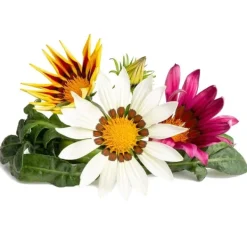 Click & Grow Smart Refill Gasania 3st