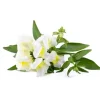Click & Grow Smart Refill White Snapdragon 3st Blommor