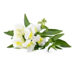 Click & Grow Smart Refill White Snapdragon 3st Blommor