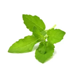 Discount Click and Grow - Smart Garden Refill 3-pack - Holy Basil (SGR66X3) Kit För Växt- & Örtplantering