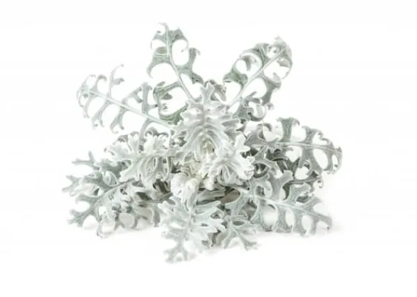 Best Click and Grow - Smart Garden Refill 3-pack Dusty Miller Kit För Växt- & Örtplantering