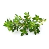 Online Click and Grow - Smart Garden Refill 3-pack - Thyme (SG-008) Kit För Växt- & Örtplantering