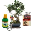 Online Coffert Bonsaï Bonsaï "Ficus" - Kinesisk fikonträd - ca. 6 år - nybörjarsats Kit För Växt- & Örtplantering