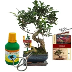 Online Coffert Bonsaï Bonsaï "Ficus" - Kinesisk fikonträd - ca. 6 år - nybörjarsats Kit För Växt- & Örtplantering