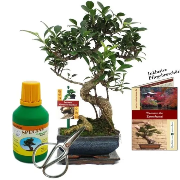 Online Coffert Bonsaï Bonsaï "Ficus" - Kinesisk fikonträd - ca. 6 år - nybörjarsats Kit För Växt- & Örtplantering