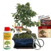 Discount Coffret Bonsaï Bonsaï "Carmona" - Fukientee - ca. 8 år - nybörjarsats Kit För Växt- & Örtplantering