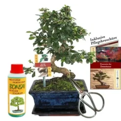 Discount Coffret Bonsaï Bonsaï "Carmona" - Fukientee - ca. 8 år - nybörjarsats Kit För Växt- & Örtplantering