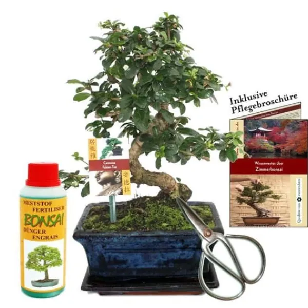 Discount Coffret Bonsaï Bonsaï "Carmona" - Fukientee - ca. 8 år - nybörjarsats Kit För Växt- & Örtplantering