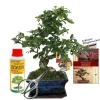 New Coffret Bonsaï Bonsaï "Carmona" - Fukientee - ca. 6 år - startset Kit För Växt- & Örtplantering