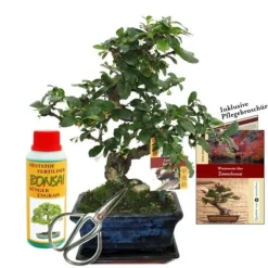 New Coffret Bonsaï Bonsaï "Carmona" - Fukientee - ca. 6 år - startset Kit För Växt- & Örtplantering