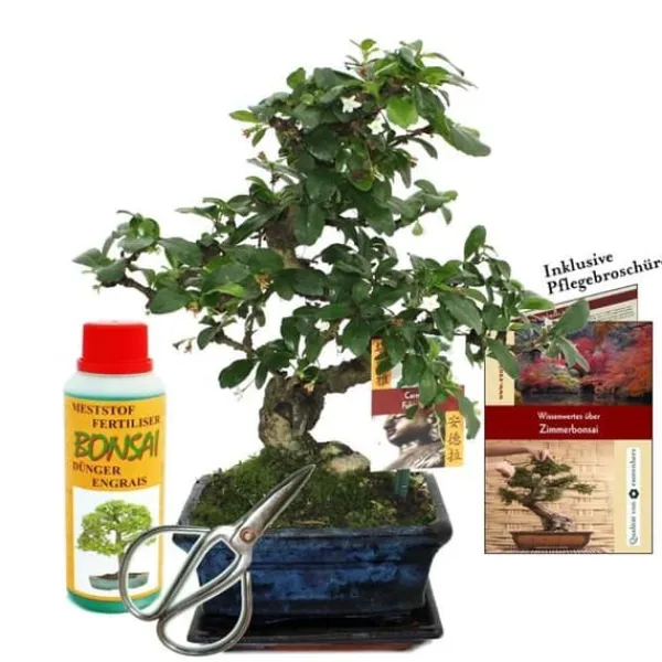 New Coffret Bonsaï Bonsaï "Carmona" - Fukientee - ca. 6 år - startset Kit För Växt- & Örtplantering