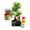 Coffret Bonsaï Bonsaï "Ligustrum" - Troén av Kina - ca. 6 år - nybörjarsats