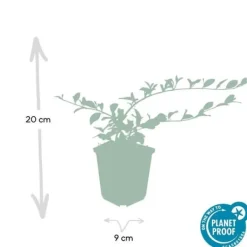 Hot Couvre-sol - Cotoneaster dammeri - Cotoneaster nain - Kruka på 9 cm - Set med 60 växter Buskar