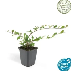 Hot Couvre-sol - Cotoneaster dammeri - Cotoneaster nain - Kruka på 9 cm - Set med 60 växter Buskar