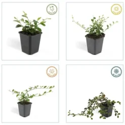 Hot Couvre-sol - Cotoneaster dammeri - Cotoneaster nain - Kruka på 9 cm - Set med 60 växter Buskar