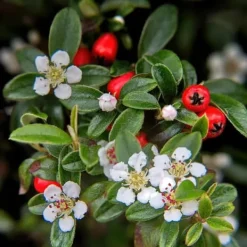 Hot Couvre-sol - Cotoneaster dammeri - Cotoneaster nain - Kruka på 9 cm - Set med 60 växter Buskar