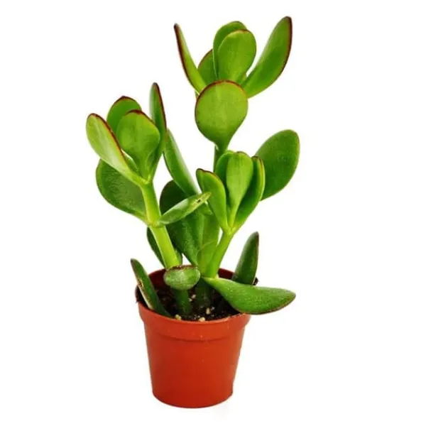 Crassula portulacea - pengarträd - i 5,5cm kruka