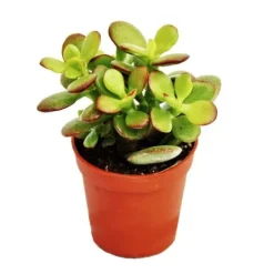 Sale Crassula portulacea minor - Penny Tree - i kruka på 5,5 cm Krukväxter Inomhus