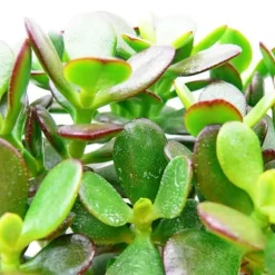 Sale Crassula portulacea minor - Penny Tree - i kruka på 5,5 cm Krukväxter Inomhus