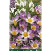 CROCUS SIEBERI TRICOLOR FÖRPACKNING MED 15 HÖSTLÖKAR