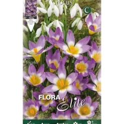 CROCUS SIEBERI TRICOLOR FÖRPACKNING MED 15 HÖSTLÖKAR