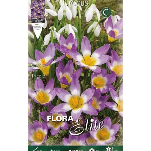 CROCUS SIEBERI TRICOLOR FÖRPACKNING MED 15 HÖSTLÖKAR