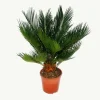 New Cycas revoluta - - Japansk palmormbunke med knöl - 12cm kruka Krukväxter Inomhus