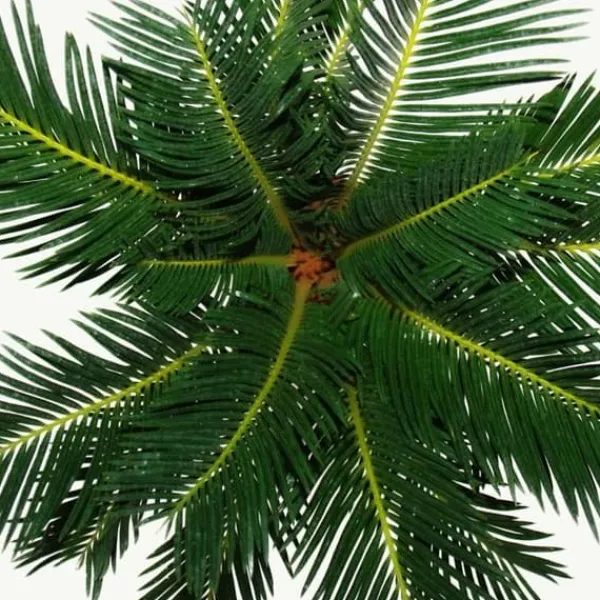 New Cycas revoluta - - Japansk palmormbunke med knöl - 12cm kruka Krukväxter Inomhus