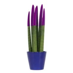 Hot Cylindrisk svärmorstunga - Sansevieria cylindrica - Höjd 20-40cm - ⌀9cm Krukväxter Inomhus