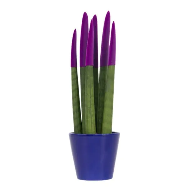 Hot Cylindrisk svärmorstunga - Sansevieria cylindrica - Höjd 20-40cm - ⌀9cm Krukväxter Inomhus