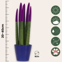 Hot Cylindrisk svärmorstunga - Sansevieria cylindrica - Höjd 20-40cm - ⌀9cm Krukväxter Inomhus
