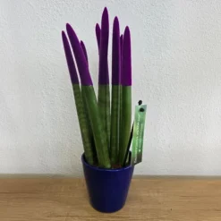 Hot Cylindrisk svärmorstunga - Sansevieria cylindrica - Höjd 20-40cm - ⌀9cm Krukväxter Inomhus