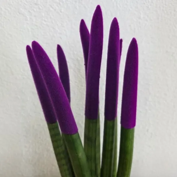 Hot Cylindrisk svärmorstunga - Sansevieria cylindrica - Höjd 20-40cm - ⌀9cm Krukväxter Inomhus