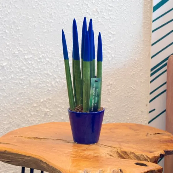 Cylindrisk svärmorstunga - Sansevieria cylindrica - Höjd 20-40cm - ⌀9cm