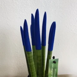 Cylindrisk svärmorstunga - Sansevieria cylindrica - Höjd 20-40cm - ⌀9cm