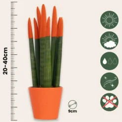 Online Cylindrisk svärmorstunga - Sansevieria cylindrica - Höjd 20-40cm - ⌀9cm Krukväxter Inomhus