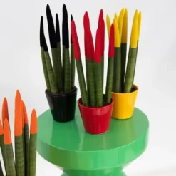 Cylindrisk svärmorstunga - Set om 3 - Sansevieria cylin. - Höjd 20-40cm - ⌀9cm