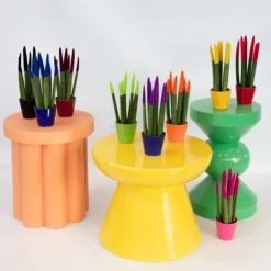 Cylindrisk svärmorstunga - Set om 3 - Sansevieria cylin. - Höjd 20-40cm - ⌀9cm