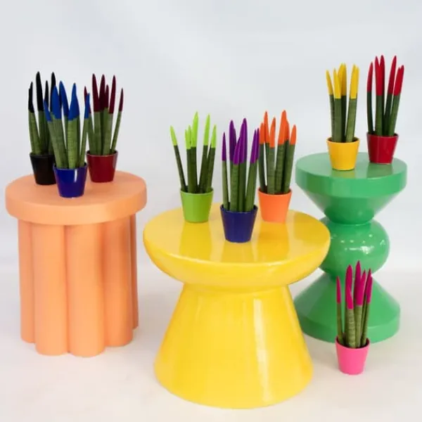 Cylindrisk svärmorstunga - Set om 3 - Sansevieria cylin. - Höjd 20-40cm - ⌀9cm