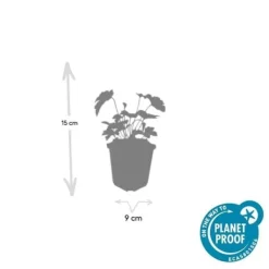 Dekorativ buske - Höstanemon - Anemone tomentosa 'Robustissima' - kruka 9cm - Set med 12 växter