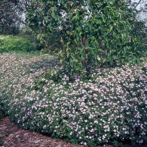 New Dekorativ buske - Vild aster - Aster ageratioides 'Asran' - Kruka 9cm - Set med 60 växter Buskar